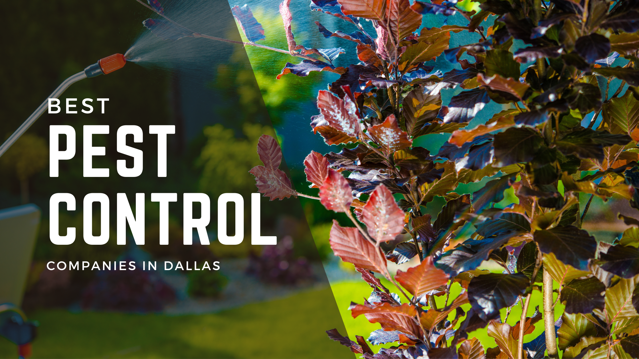 A blog banner describing the best pest-control companies in Dallas, Lake highlands, lochwood, highland meadows, and other neighborhoods in Dallas